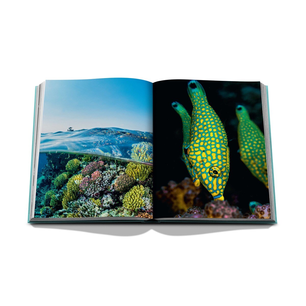 Red sea: the saudi coast 8