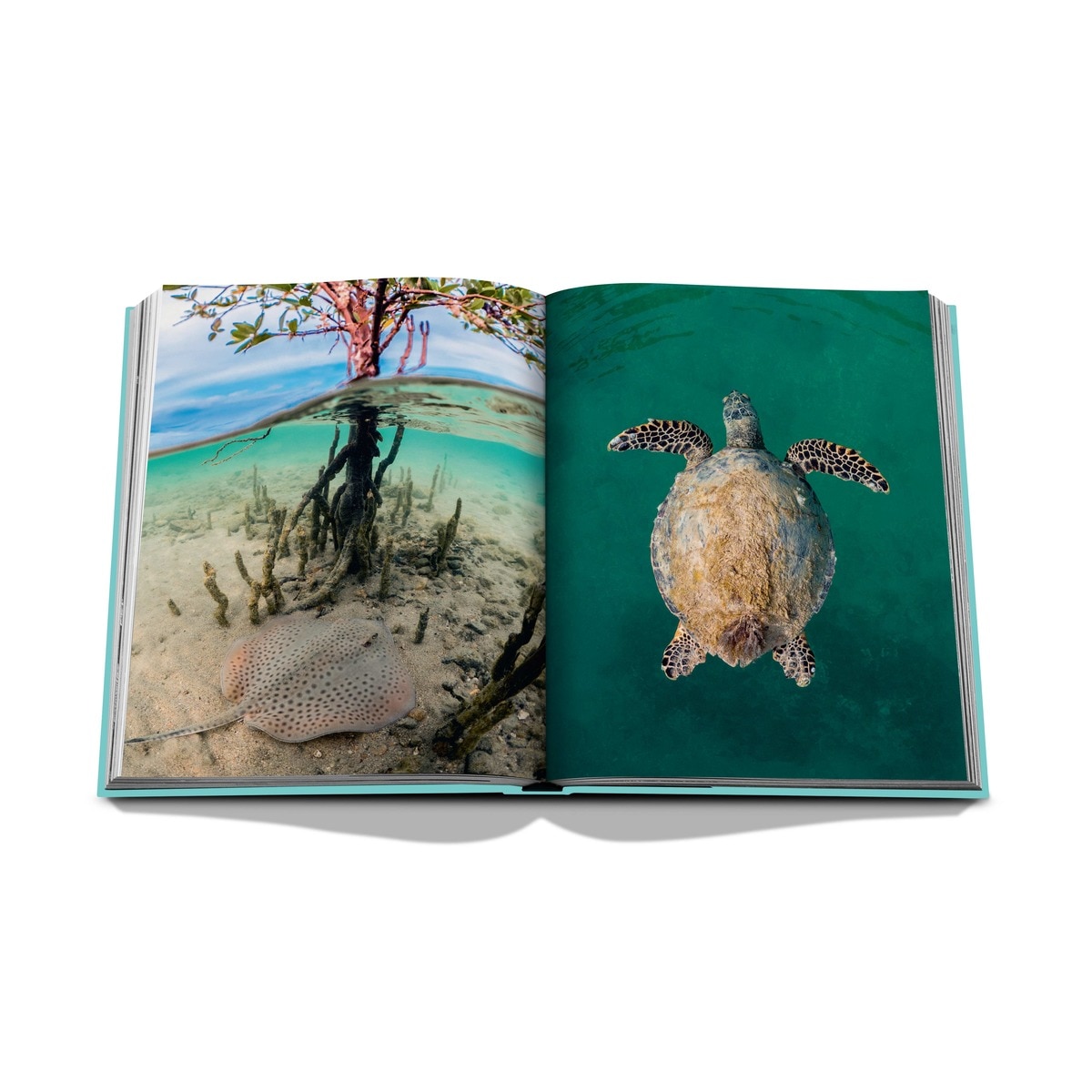 Red sea: the saudi coast 9