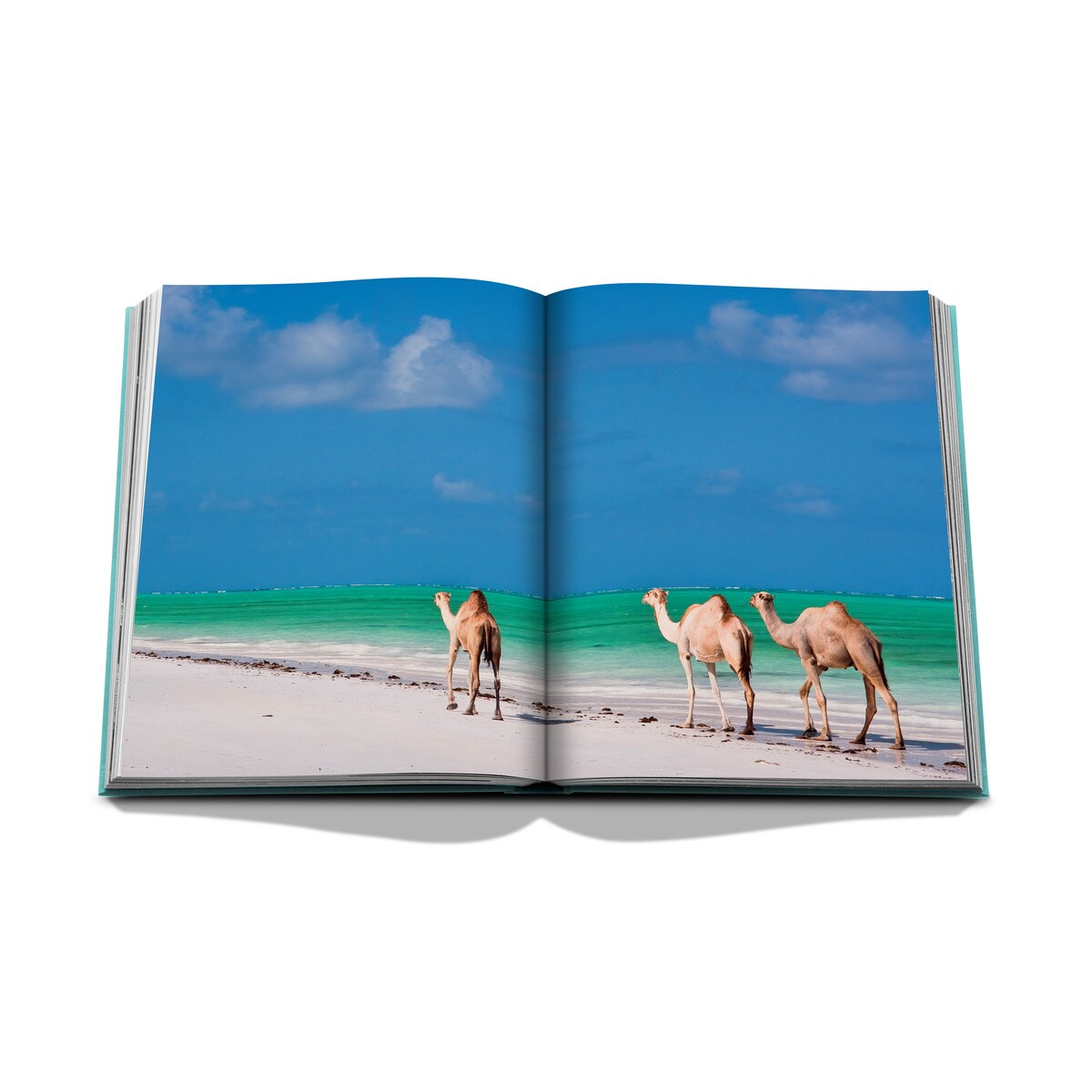 Red sea: the saudi coast 11