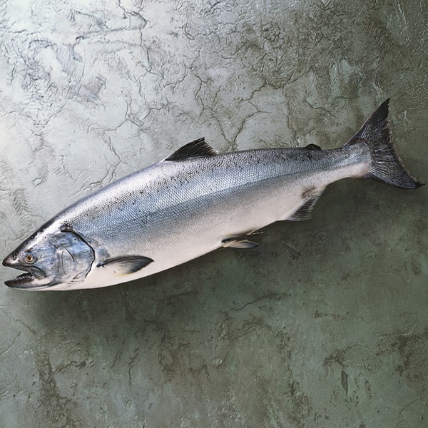 Silber-Wildlachs ungefähres Gewicht Stück 2,5 kg
