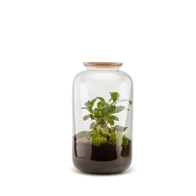 Terrario Autónomo Bonbonne Naturalys 1 Ficus Ginseng y 1 planta.