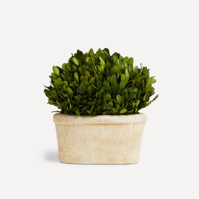 Planta preservada Boj 33 cm El Corte Inglés