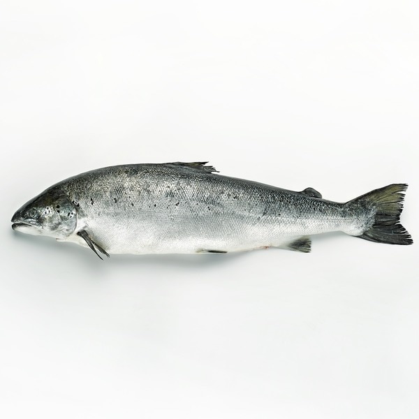 Salmón noruego ASC por medios o enteros peso aproximado pieza 2-3 kg