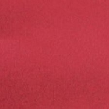 773 Pink Tulip