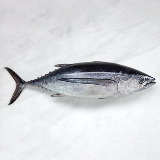 Bonito del Norte entero peso aproximado pieza 1-3 kg