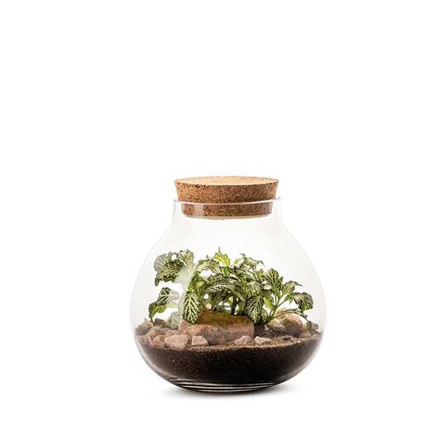 Terrario Bulle light Naturalys 1 planta.