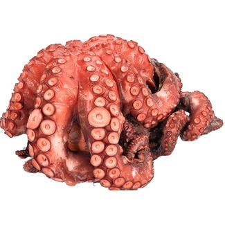 Polvo Cozido Peso Aproximado unidade 1,5 kg