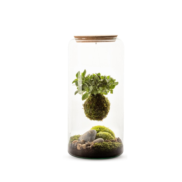 Terrario Mia Koke Naturalys 1 planta.