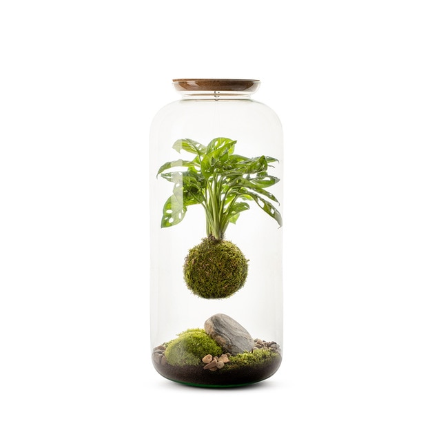 Terrario Bonbone Koke Naturalys 1 planta.