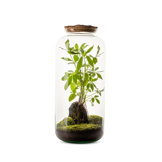 Terrario Candy Lova Naturalys 1 planta.