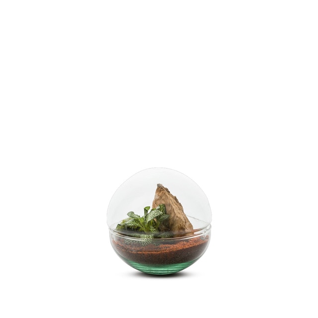 Terrario Mini Monde Naturalys 1 planta.