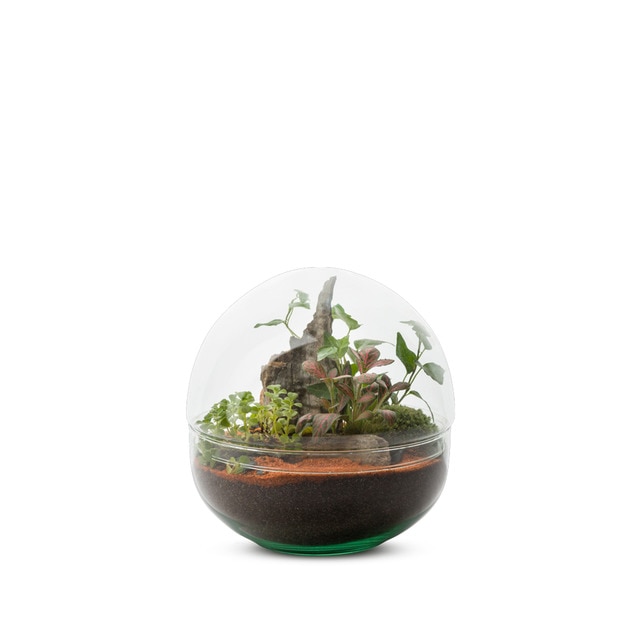 Terrario Mini Monde Naturalys 3 plantas.