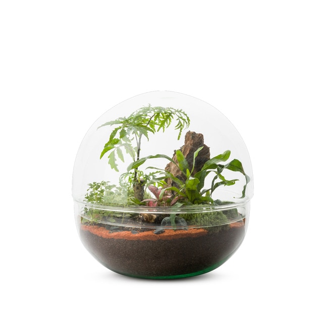 Terrario Mini Monde Naturalys 4 plantas.