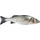 Robalo Nacional  Aquicultura Peso Aproximado unidade 800 g