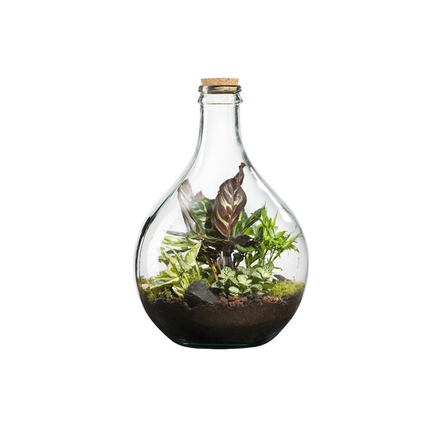 Terrario Suryo 12 L Naturalys.