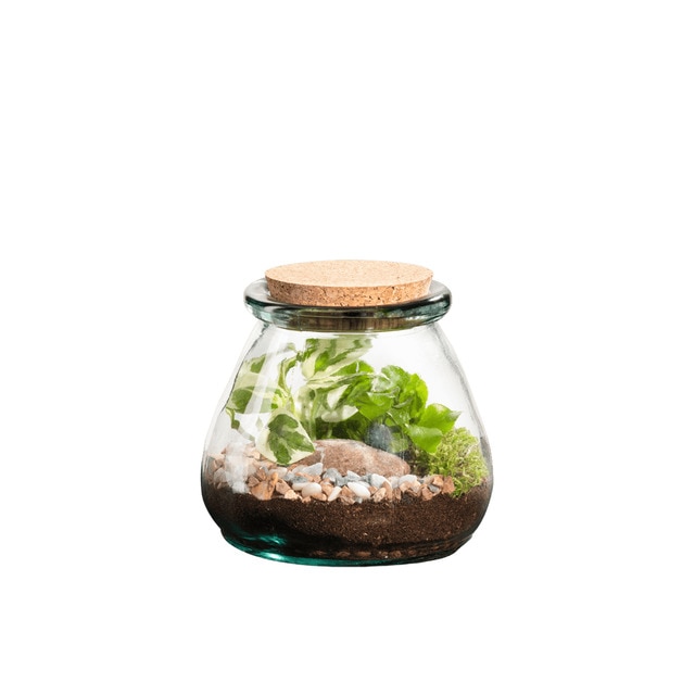 Terrario de plantas Bila Uso Naturalys M.