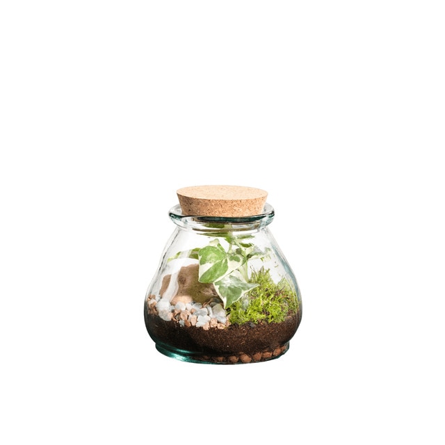 Terrario de plantas Bila Uso Naturalys S.