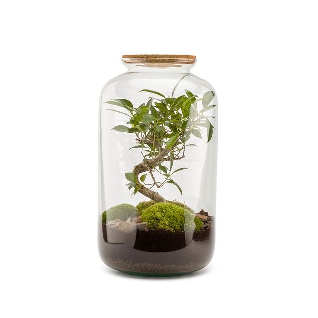 Terrario de plantas Bonbonne Classic Bonsai Naturalys M.