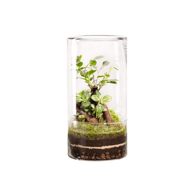 Terrario de plantas Green Tower Ginseng Naturalys L.