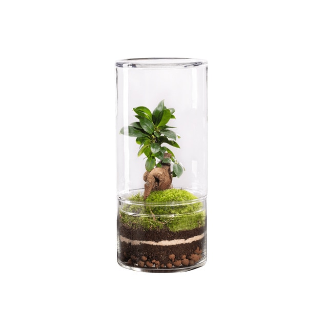 Terrario de plantas Green Tower Ginseng Naturalys M.