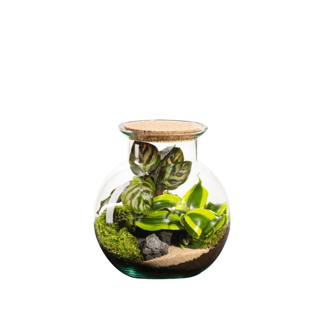 Terrario de plantas Havana Calathea Naturalys S.