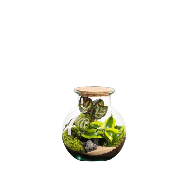 Terrario de plantas Havana Calathea Naturalys XS.