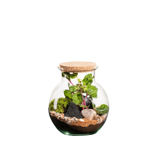 Terrario de plantas Havana Irésine Naturalys XS.