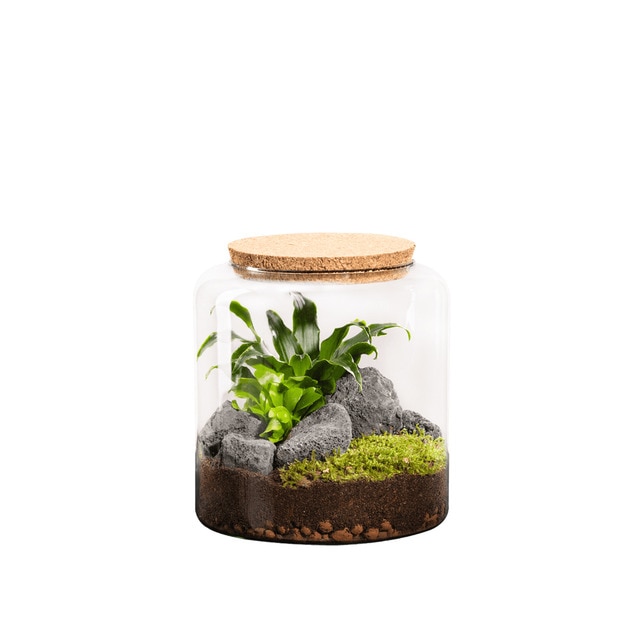 Terrario de plantas Mia Classic Naturalys S.