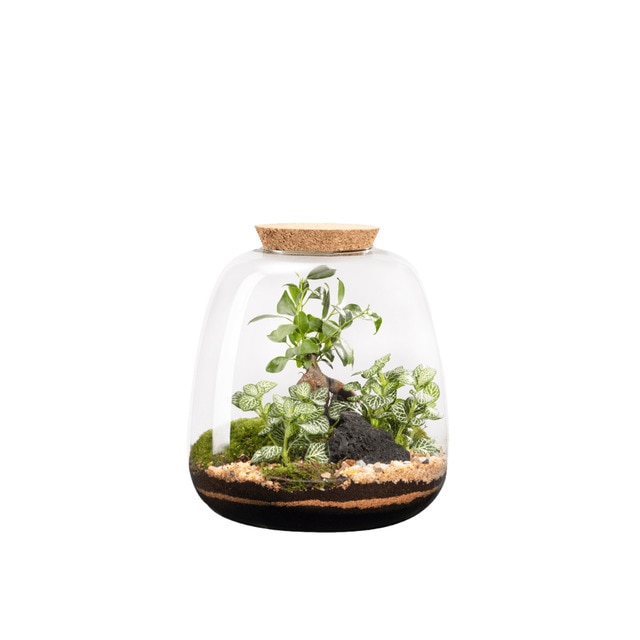 Terrario de plantas Moly Ginseng Naturalys L.