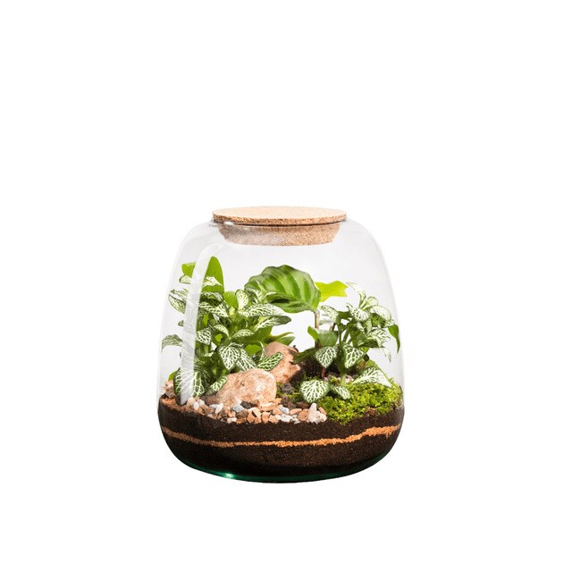 Terrario de plantas Moly Mix Naturalys M.