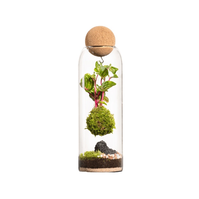 Terrario de plantas Niwa Kokedama Naturalys L.