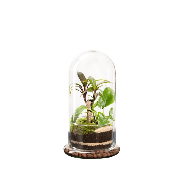 Terrario de plantas Spicy Bao Naturalys M.