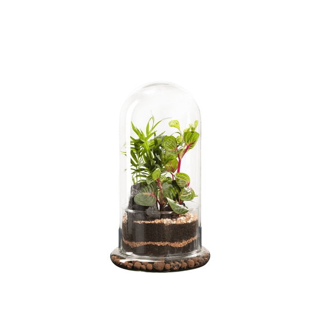 Terrario de plantas Spicy Nevada Naturalys M.