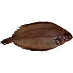 Kliesche ungefähres Gewicht Stück 400 g