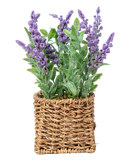 Maceta lavanda en maceta fibras