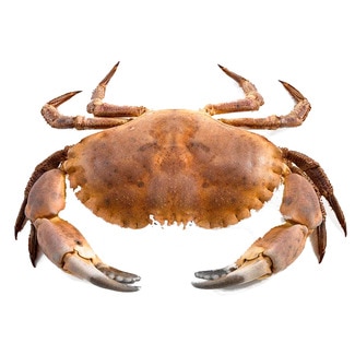 Sapateira Cozida 800+ kg