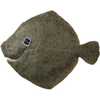 Farmed turbot approximate weight piece 1,5-2 kg