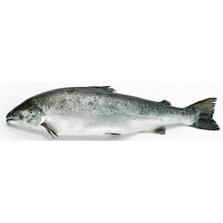 Salmão da Noruega Peso Aproximado unidade 2,5 kg