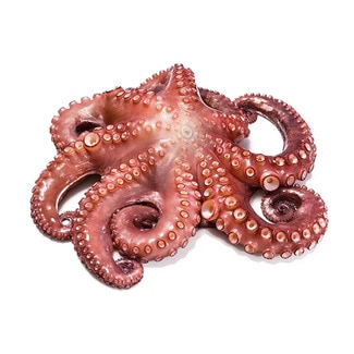 Polvo Cozido Peso Aproximado unidade 650 g